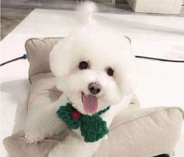 宠物身上烂了一块究竟是什么原因?