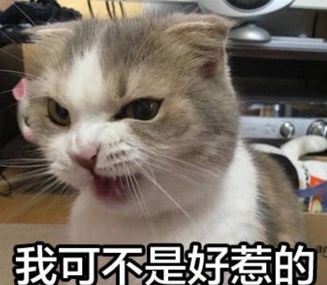 又凶还萌的表情表情项中纪委八猫咪包图片