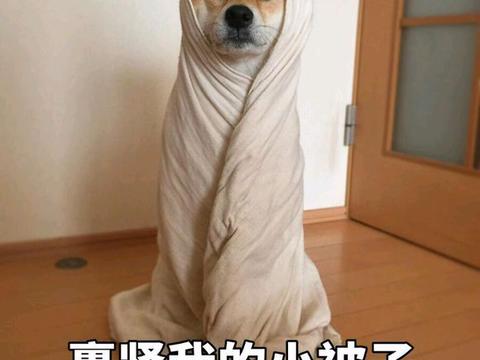 男子带小土狗去散步,遇到藏獒后大战一番,藏獒主人脸