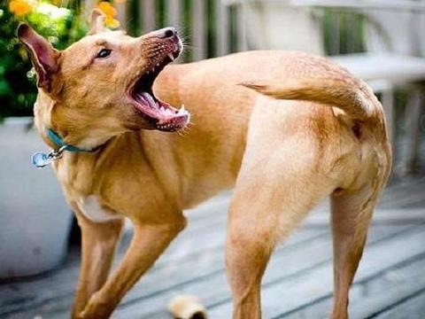 狗狗为何咬自己的尾巴？