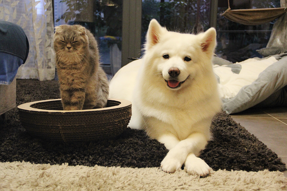 壁纸 动物 狗 狗狗 1200_800