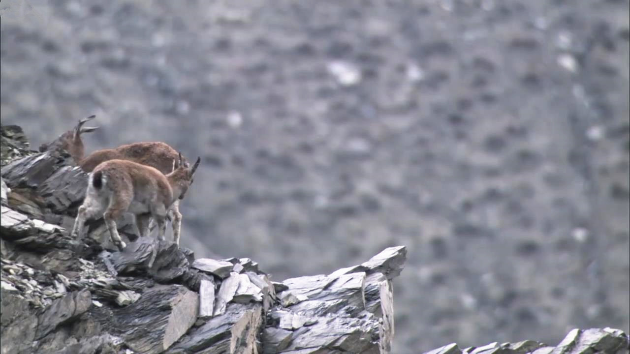 雪豹猎杀岩羊，悬崖峭壁上的巅峰对决，让人意犹未尽!