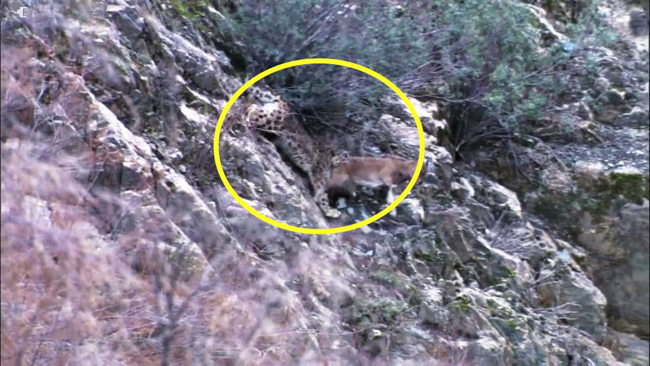 雪豹猎杀岩羊，悬崖峭壁上的巅峰对决，让人意犹未尽!