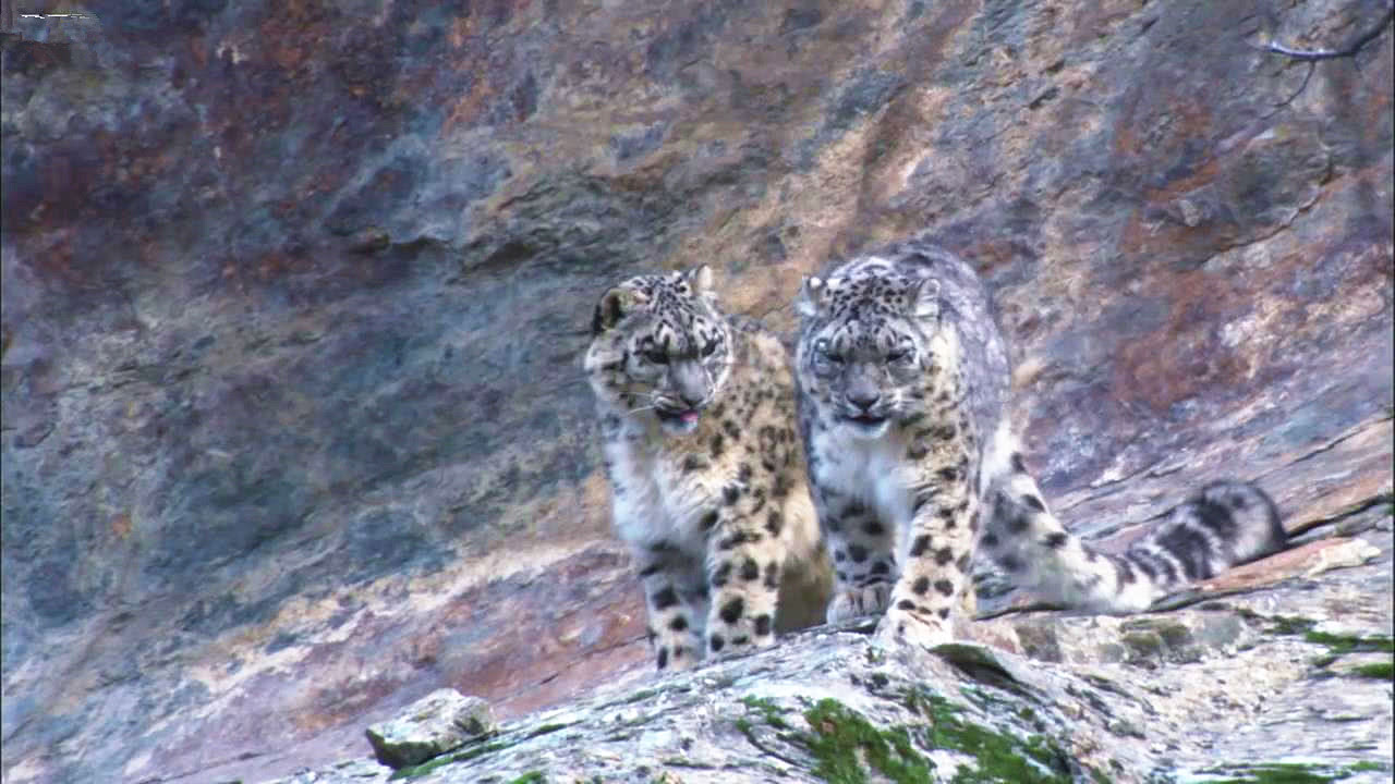 雪豹猎杀岩羊，悬崖峭壁上的巅峰对决，让人意犹未尽!