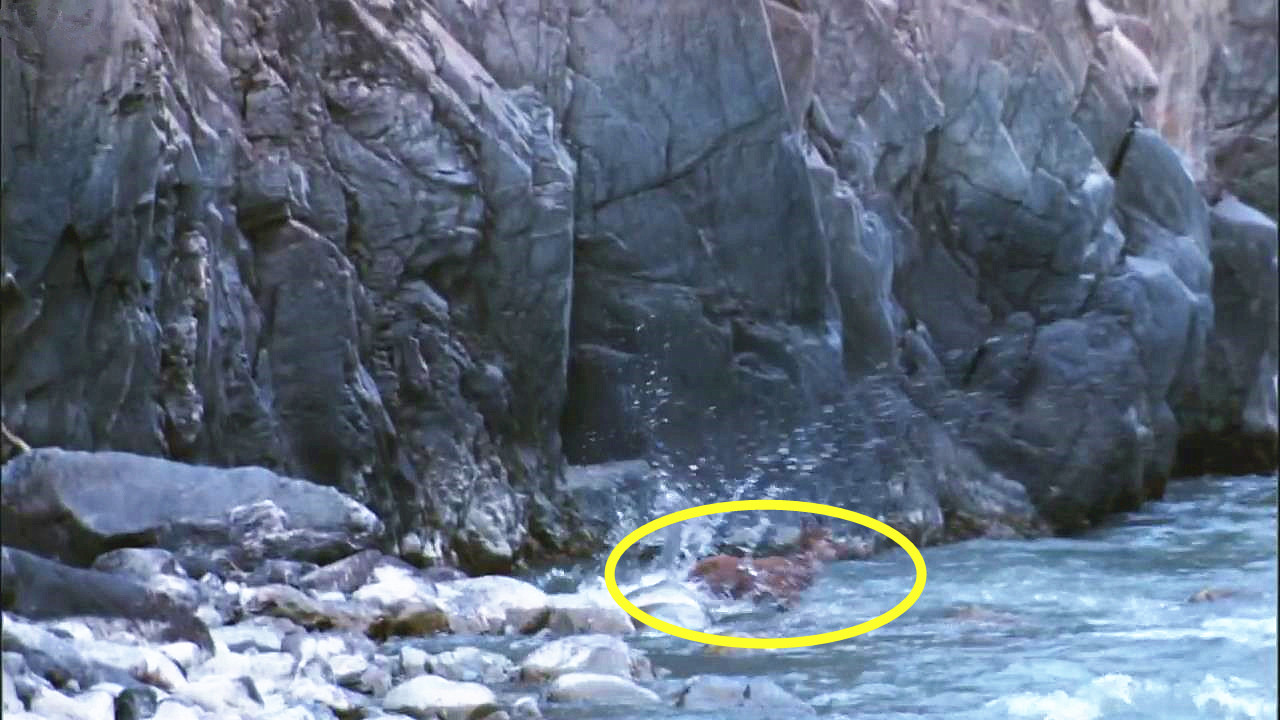 雪豹猎杀岩羊，悬崖峭壁上的巅峰对决，让人意犹未尽!