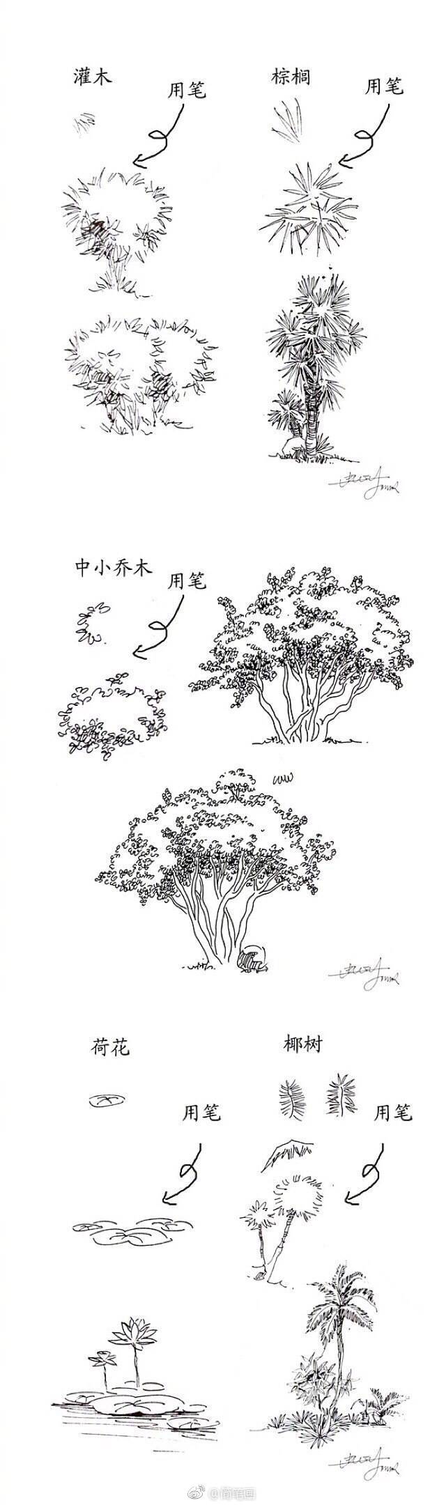 植物速写的20种手绘方法马住练习
