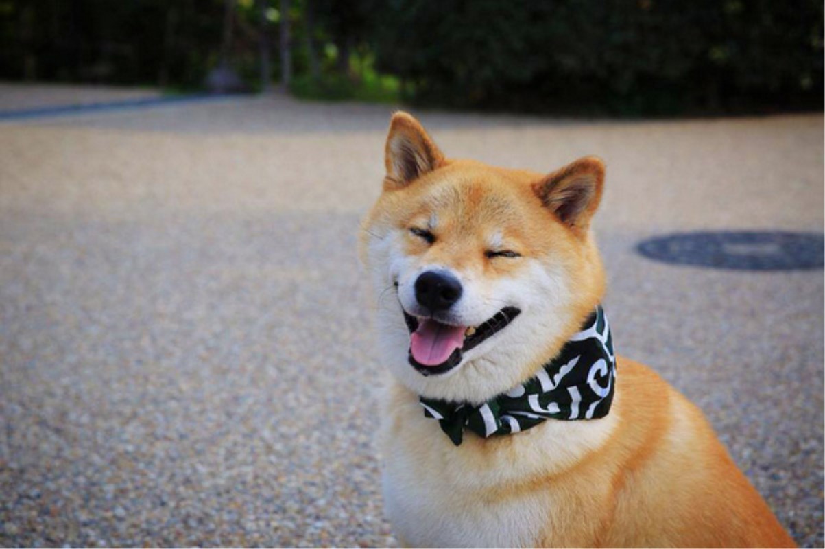 笑起来超治愈的6种狗狗,柴犬、金毛上榜,看看你家狗狗上榜没?狗狗柴犬金毛_新浪新闻 笑起来超治愈的6种狗狗,柴犬、金毛上榜,看看你家狗狗上榜没?狗狗柴犬金毛_新浪新闻