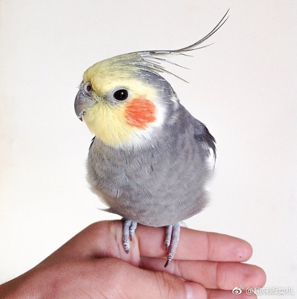 宠物 | 会安静拍照的玄凤鹦鹉 Jack ins: jackthecockatiel