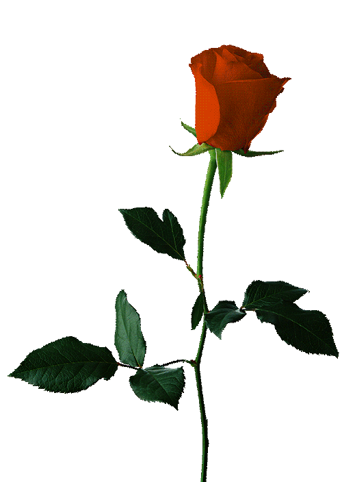 记住我想你. 999999999.朵玫瑰,爱你到永久.