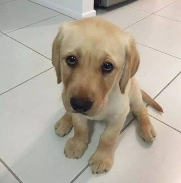 狗狗真能听懂人话吗?科学家:当然是真的!