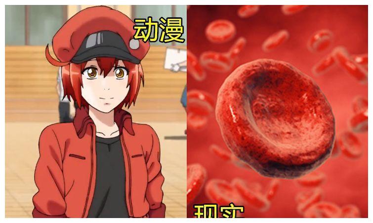 动画十分美丽和逼真!这是你的血小板!它还心爱吗?