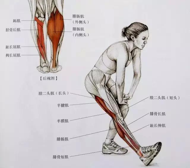 四月不减肥,五月小粗腿!教你一招减肥后可以粗腿!避免吗揉肚子健身图片