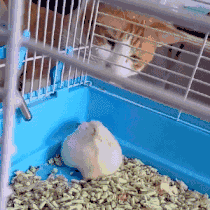 84c9-hacuuvu4500927.gif