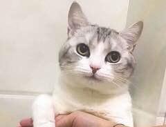 一组猫咪萌宠表情我有猫的表情包眼侧图片