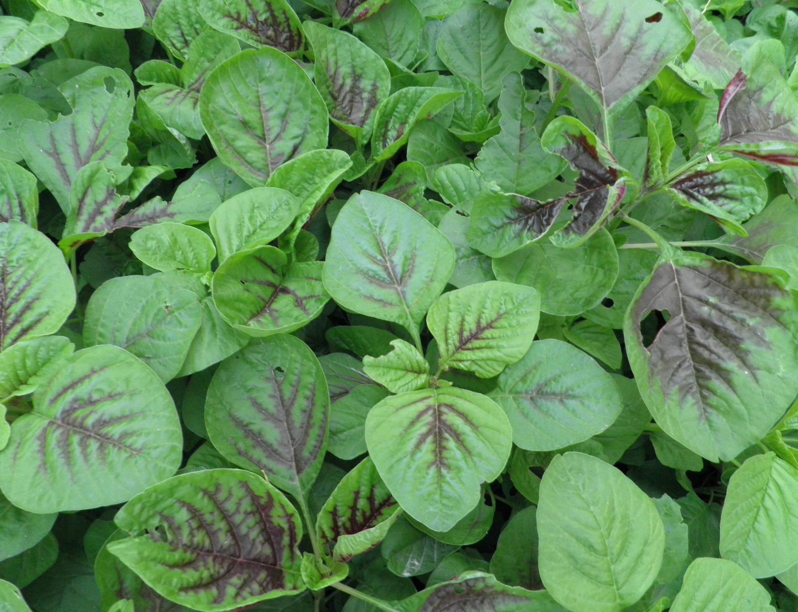 陕西农村人都爱吃的6大野菜, 荠菜不说了, 别的