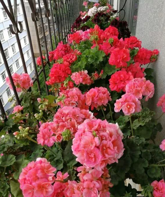 还用淘米水啤酒浇花?没掌握正确方法,浇啥死啥