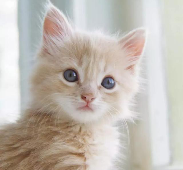 猫咪怕热吗?这些降温的办法学起来!