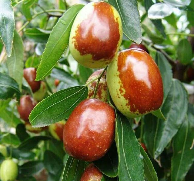 枣树环剥作用与技巧 果树环割如何促进愈合