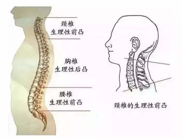 脊柱生理弯曲变直是怎么回事?