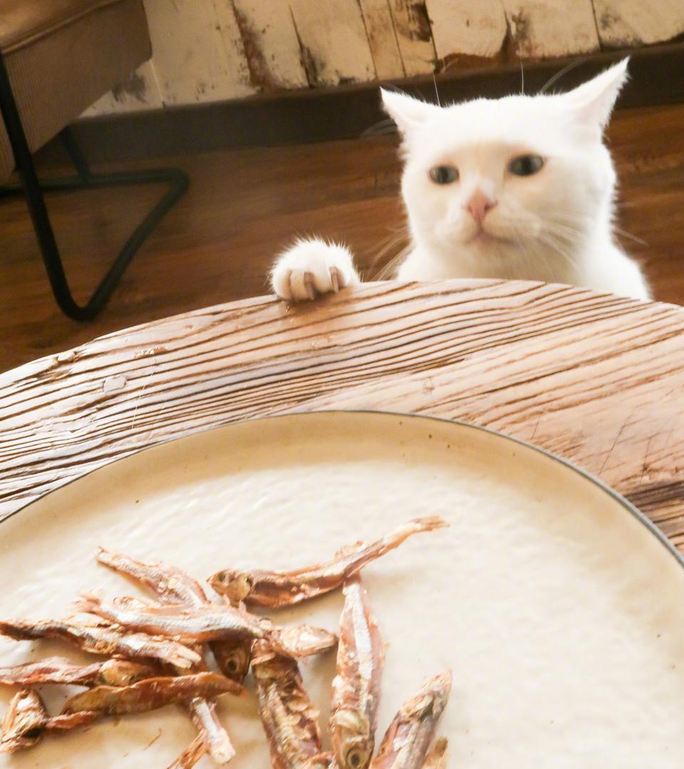 主人为测试猫咪,把小鱼干放在桌上,不料被猫咪吃个精光