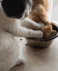 橘猫一直抢饭吃,结果被同伴恶狠狠地摁进碗里:撑死你