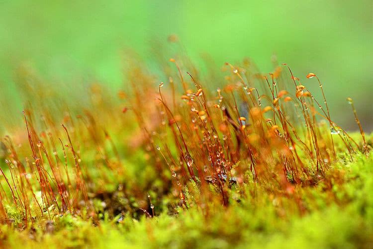 苔花如米粒,也学牡丹开