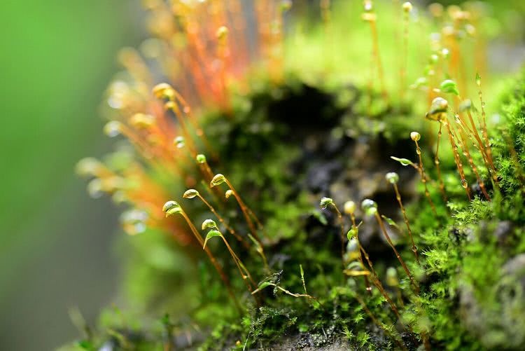 苔花如米粒,也学牡丹开