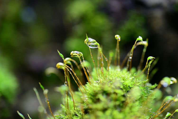 苔花如米粒,也学牡丹开