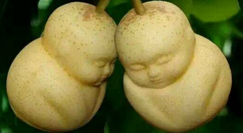 世界上最奇葩的几种水果,图1像鸡蛋,图5可以做