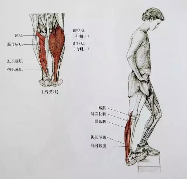 四月不减肥,五月小粗腿!教你一招健身后避免粗腿!增肌又瘦脸图片