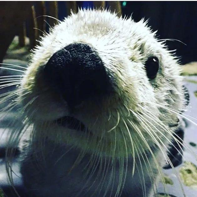 海獭水獭,会卖萌的就是好獭