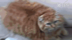 体重超30斤的橘猫,挑战全网最胖,主人全程直播心酸减肥路!