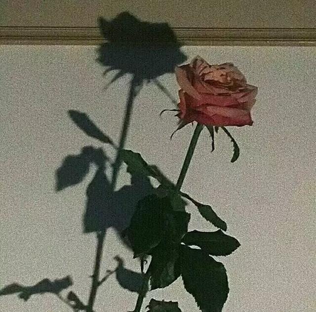 很火的唯美句子:前半生到处浪荡,后半生为你煲