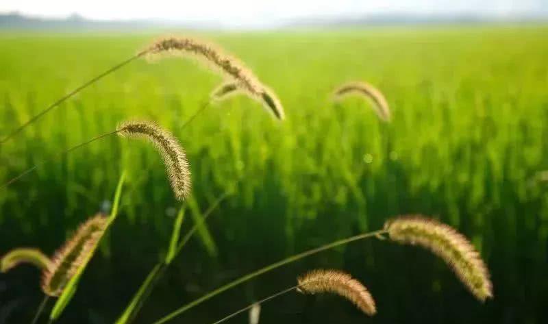 台风过后,一起去去藤桥,赏夏风拂稻浪