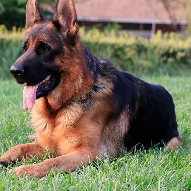 抗日战争的大功臣-浙江土狗大胜日本军犬