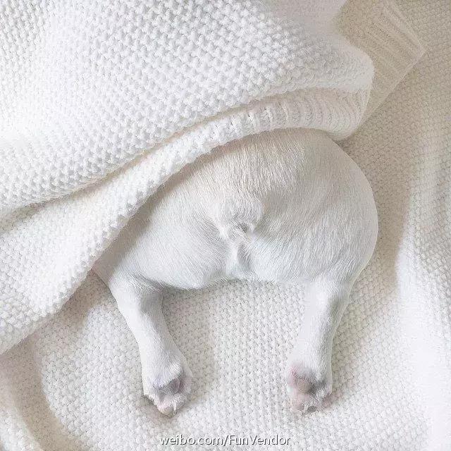 宠物疾病诊断行业的发展趋势