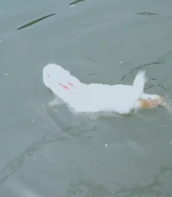 狗刨式游泳见过,没见过兔刨式,兔子扔水里蹬腿萌翻了!