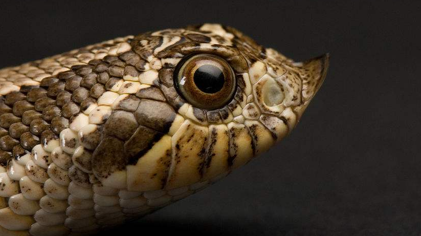 长着猪头的蛇,猪鼻蛇食欲不振该怎么办?