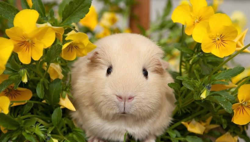 你知道世界上最大的豚鼠吗? 竟然不是荷兰猪