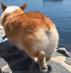 这是一只有强迫症的柯基……萌翻了