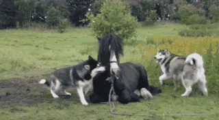 壁纸 动物 狗 狗狗 牛 320_176 gif 动态图 动图