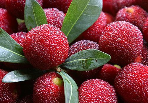 杨梅可以放冰箱吗