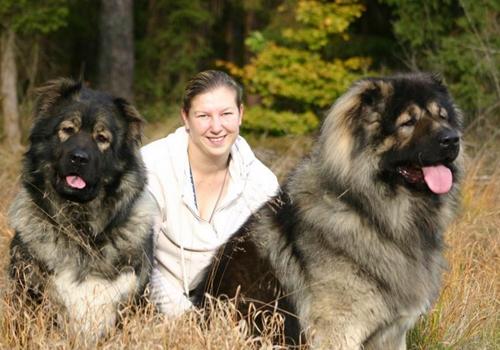 高加索犬又叫高加索牧羊犬，它是一种大型猛犬