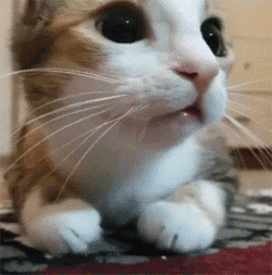 壁纸 动物 狗 狗狗 猫 猫咪 小猫 桌面 250_253 gif 动态图 动图