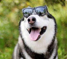 哈士奇搞笑表情图,雪橇三傻名不虚传啊,笑哭了