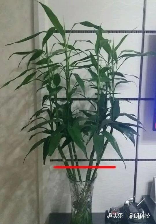 富贵竹长高了以后非的常难看,今天就来说说富贵竹的修剪方法!
