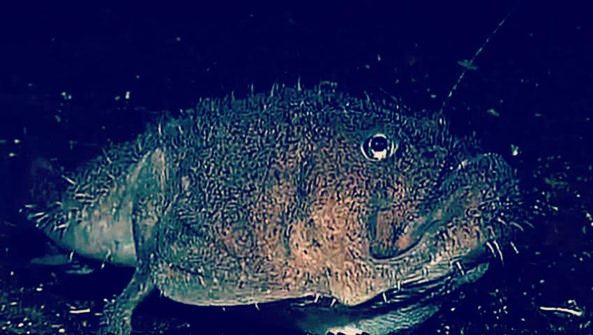 马里亚纳海沟存在地心之门?68种怪异生物现身，专家称难以置信