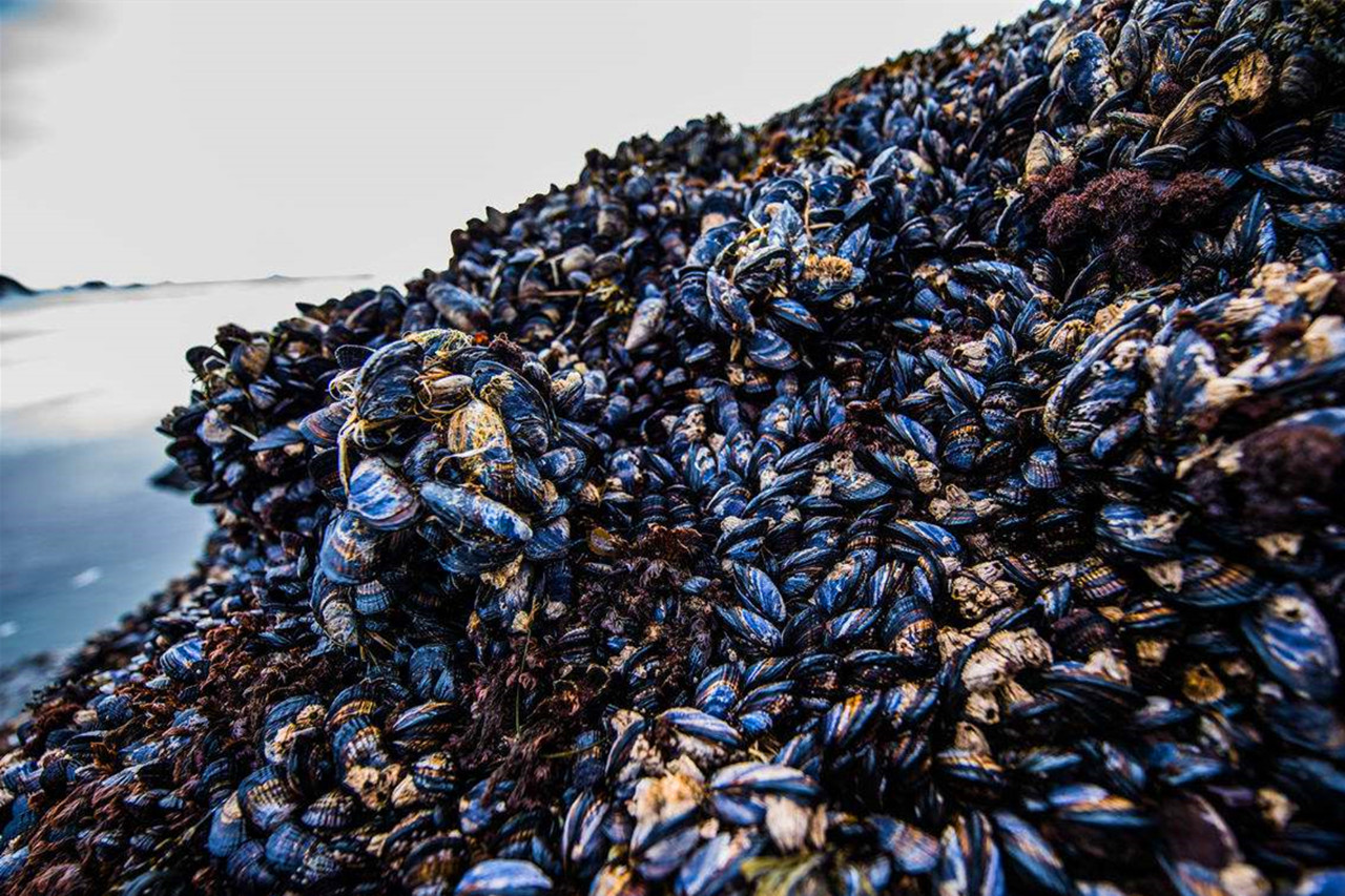 非洲白人口_非洲人口图片