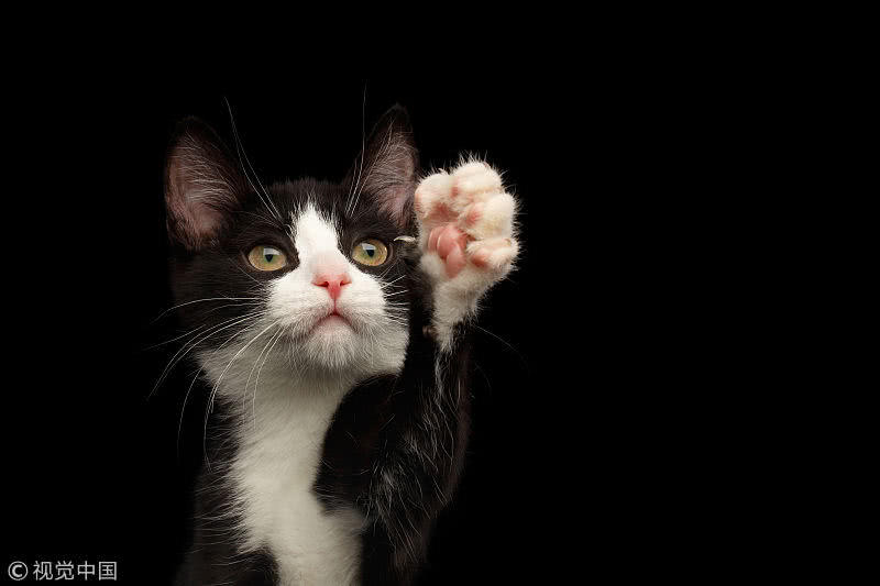 猫咪耳朵告诉你的5件事,如果猫咪的耳朵呈水平状,赶紧逃命去吧