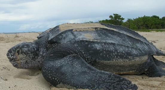 地球上最大的乌龟, 号称龟中“巨人”, 被大量捕猎而濒临灭绝